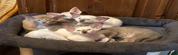 Oriental cats for sale: Stunning GCCF Oriental Caramel Tortie Female - Advert 11