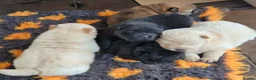 Chow Chow dogs for sale: Kc reg chow chow pups  - Advert 6