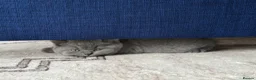 British Shorthair cats for sale: Beautiful British Shorthair and Longhair Kittens  - Advert 9