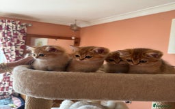 British Shorthair cats for sale: beautiful golden bsh kittens - Image 8