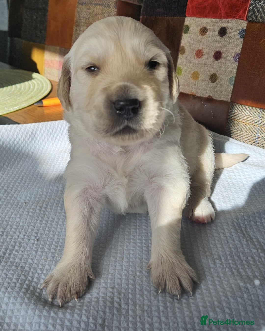 Golden Retriever dogs for sale: KC Registered Golden Retriever puppies - Image 4