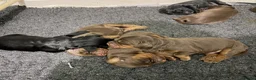 Sprocker dogs for sale: Beautiful Sprocker puppies  - Advert 19