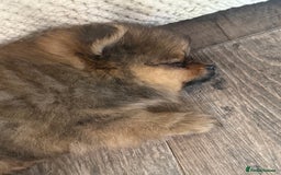 Pomeranian dogs for sale: 2 POMERANIAN BOYS READY TO LEAVE  in Bargoed - Image 19