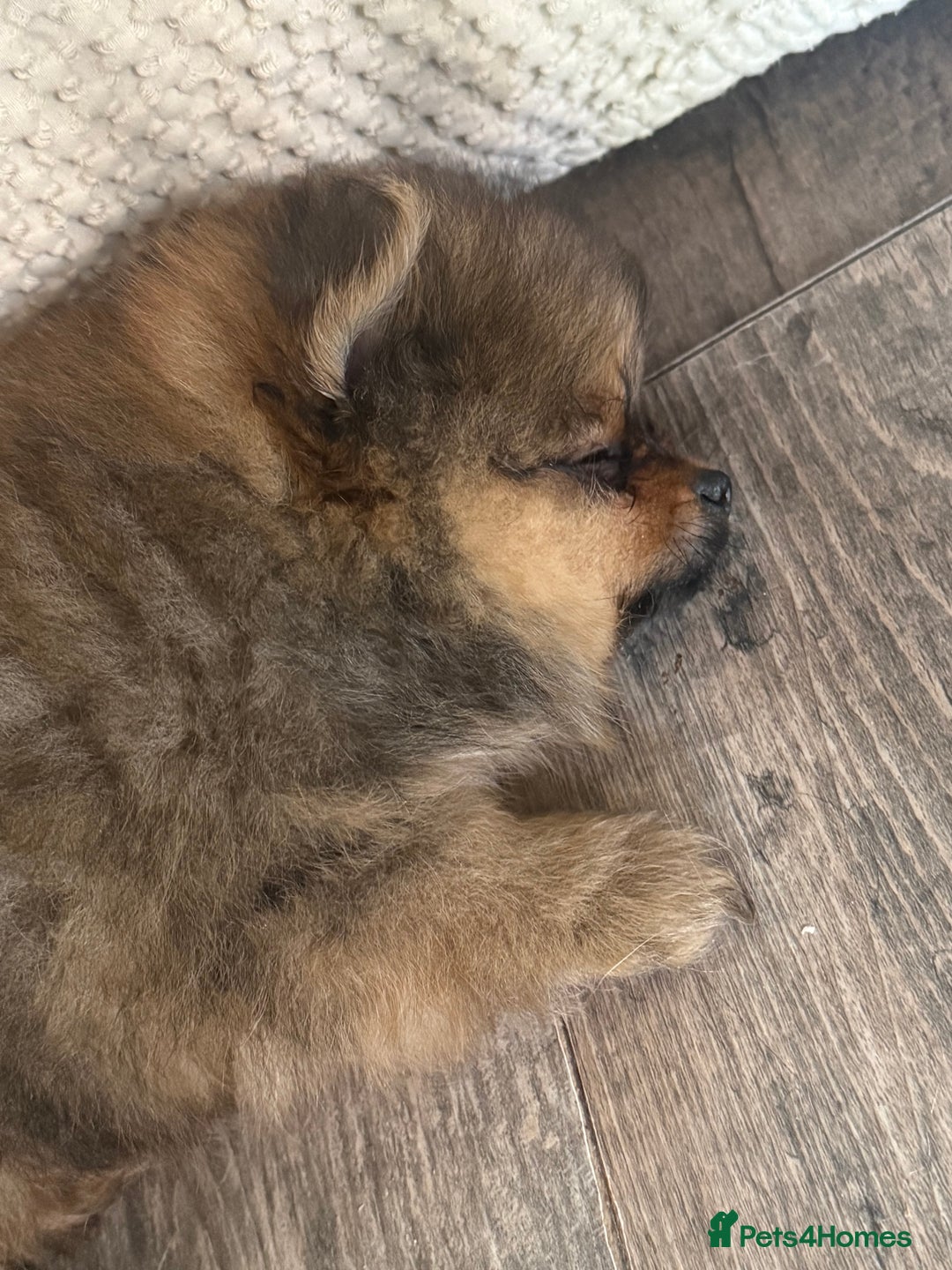 Pomeranian dogs for sale: 2 POMERANIAN BOYS READY TO LEAVE  in Bargoed - Image 19