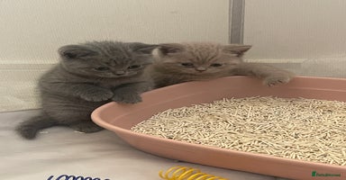 British Shorthair cats - Advert 13