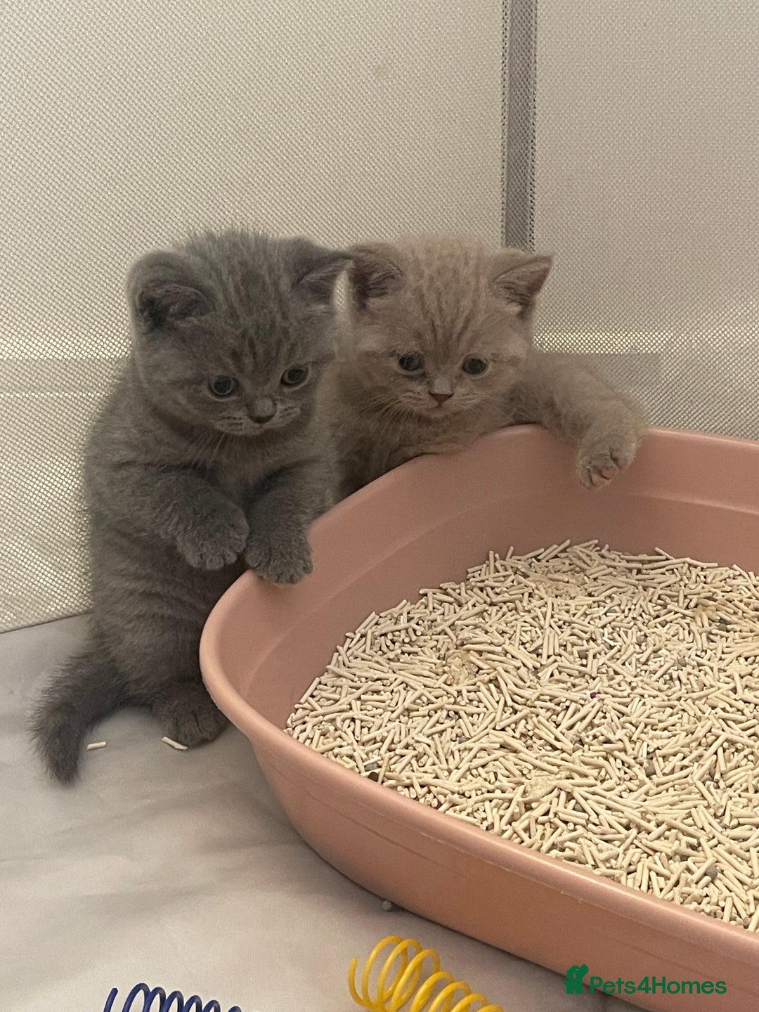 British Shorthair cats for sale: GCCF registered Champion bloodline BSH kittens - Image 3