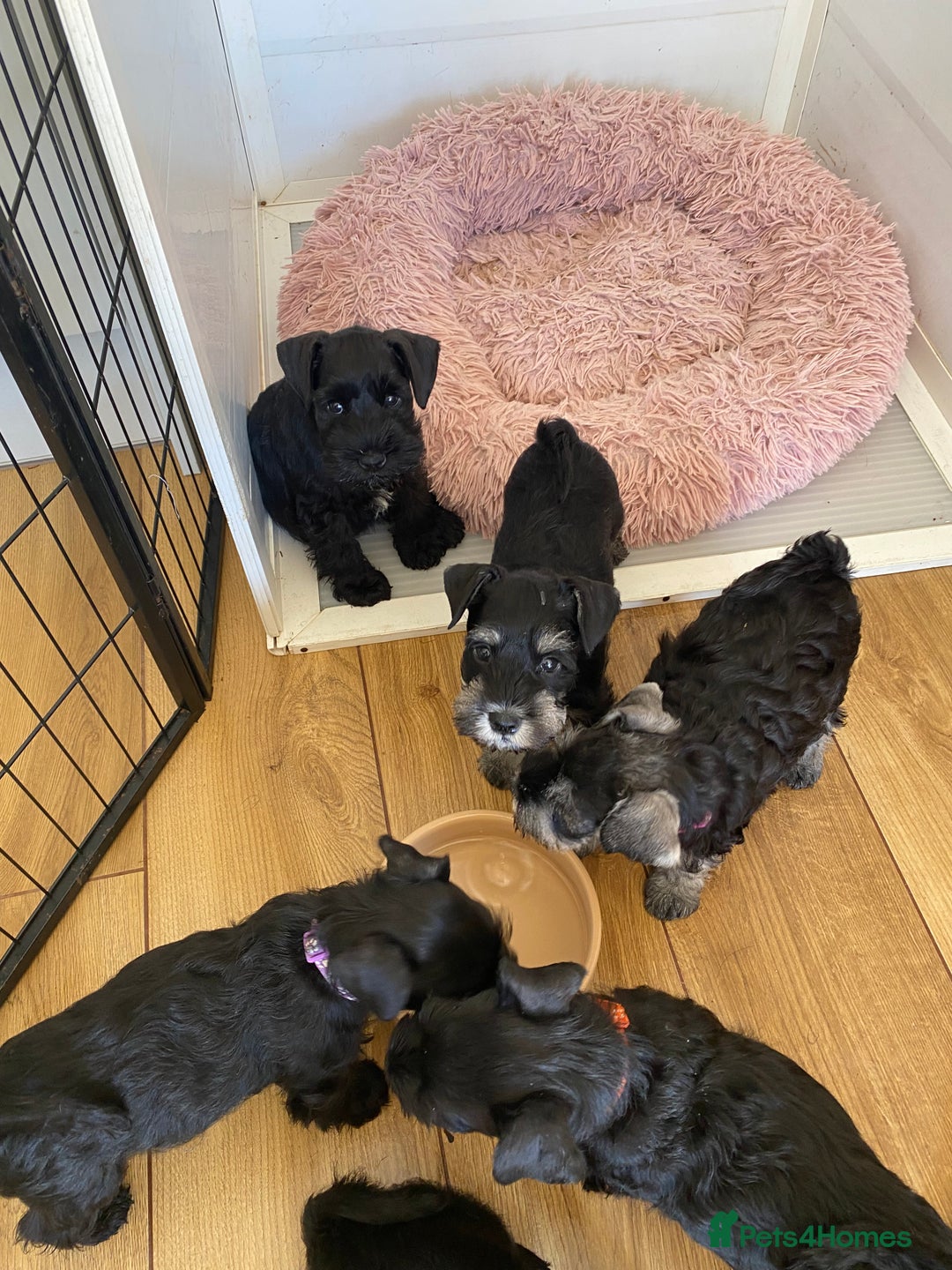 Miniature Schnauzer dogs for sale: Miniature Schnauzers - Image 4