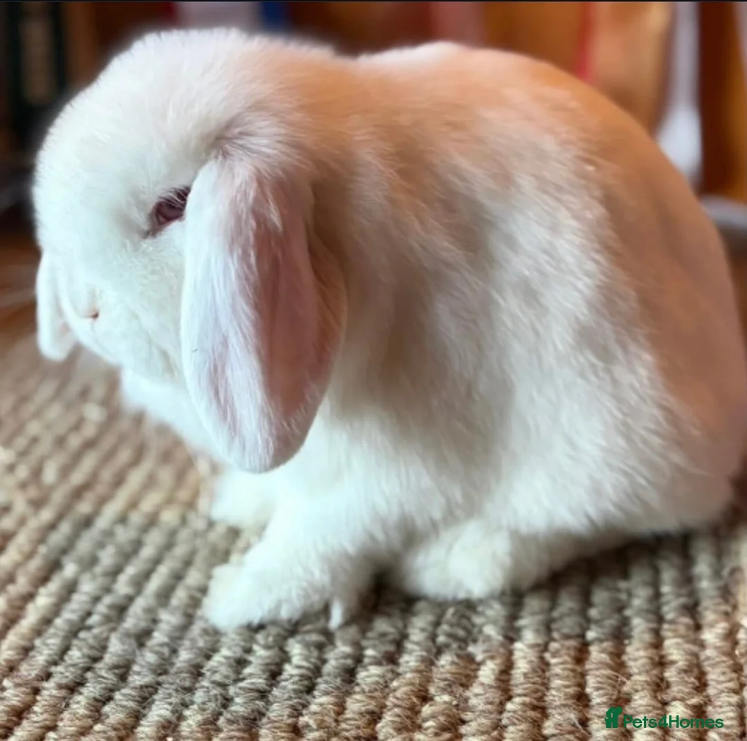 Mini Lop rabbits for sale: Babies for Reservation  - Advert 2
