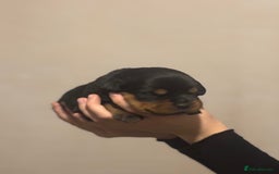 Rottweiler dogs for sale: Rottweiler puppies - Image 30