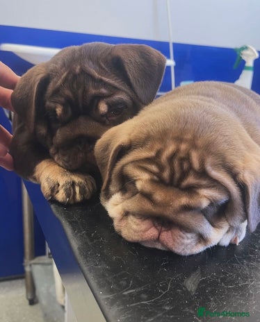 English Bulldog dogs - Advert 7