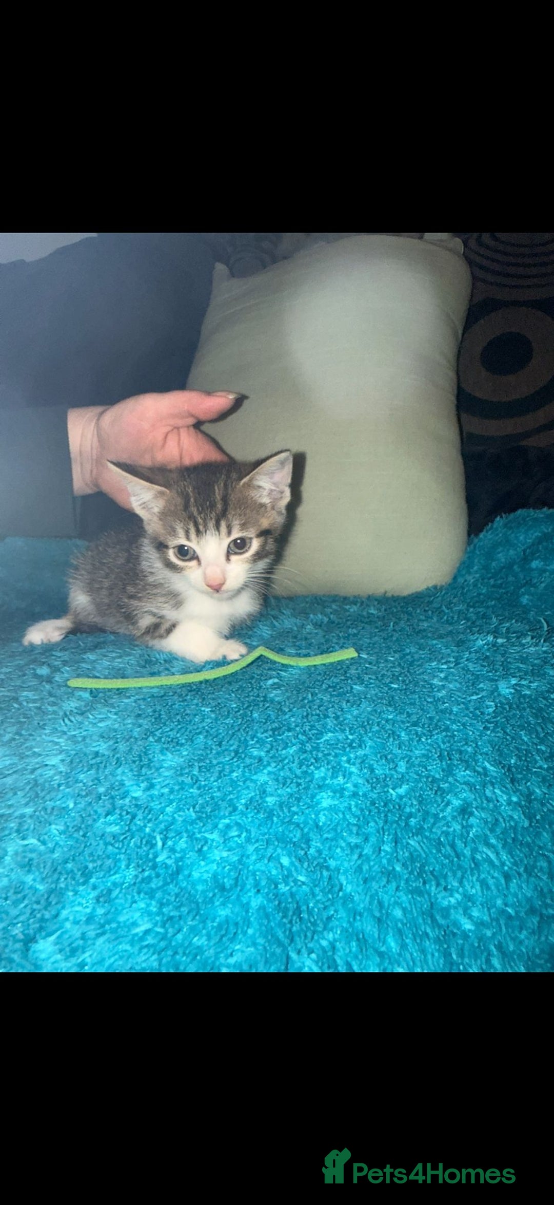 Mixed Breed cats for sale: 6 beautiful male kittens - Advert 2