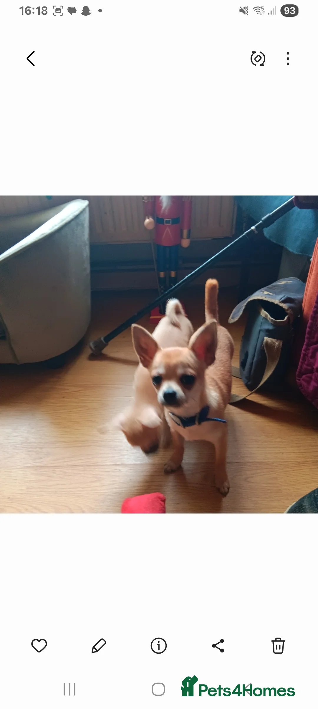 Chihuahua dogs for sale: Gorgeous smooth coat chihuahua's for sale - Advert 5