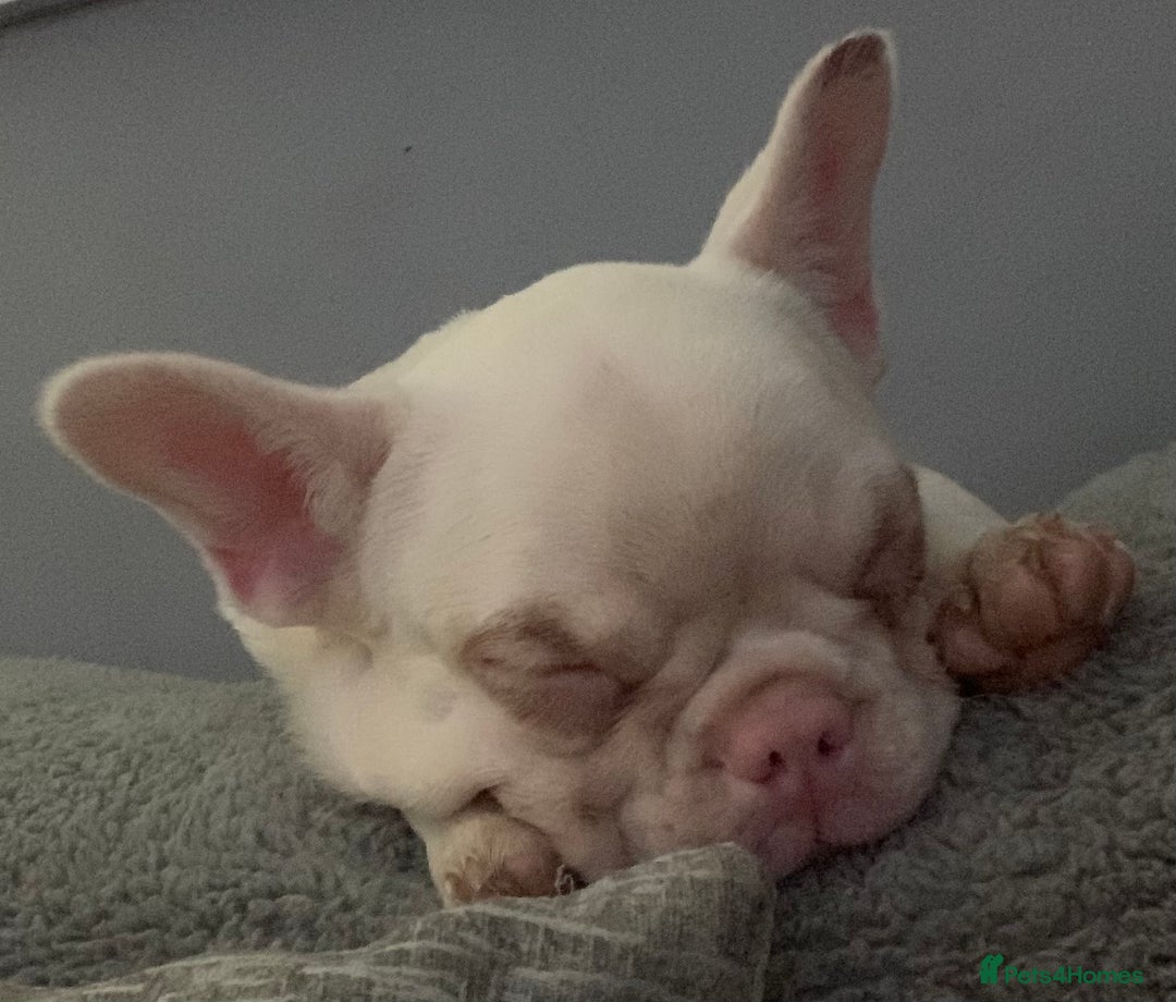French Bulldog dogs for sale: Platinum French Bulldog 12 months old - Advert 6