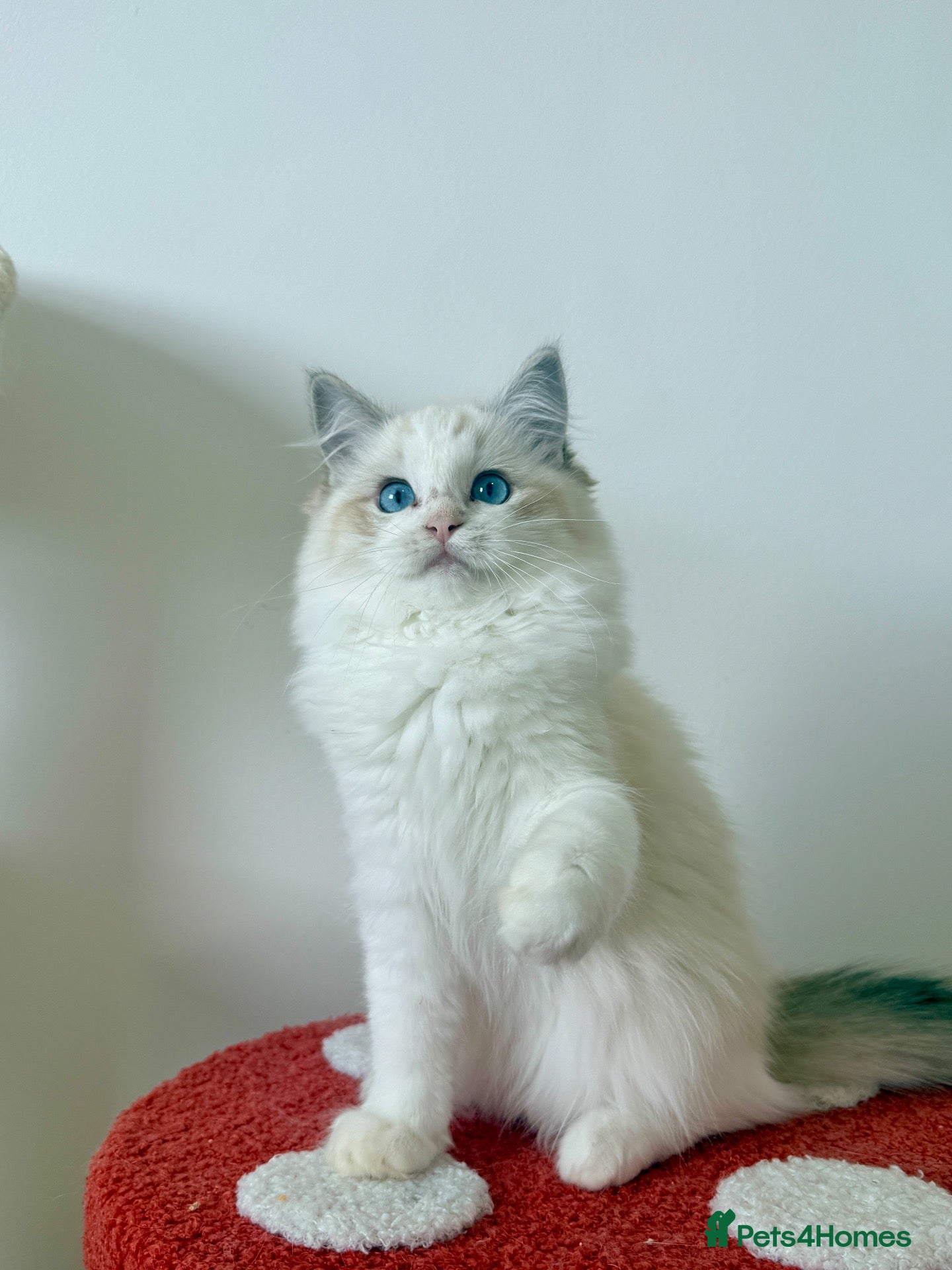 Ragdoll cats ✨ Exceptional Ragdoll Kittens Ready to leave ✨ - Advert 1