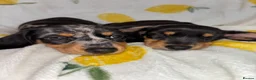 Miniature Dachshund dogs for sale: Miniature smooth coated Dacshund’s  - Advert 16