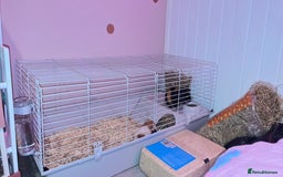 Guinea Pig rodents for sale: 2 male Guinea pigs and set up - Image 3