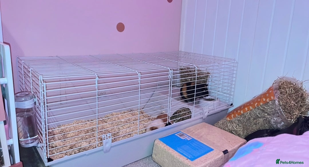 Guinea Pig rodents for sale: 2 male Guinea pigs and set up - Image 3