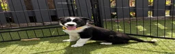 Border Collie dogs for sale: Border collie puppies  - Advert 14
