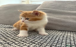 Mixed Breed cats for sale: Adorable kittens for sale  - Image 3
