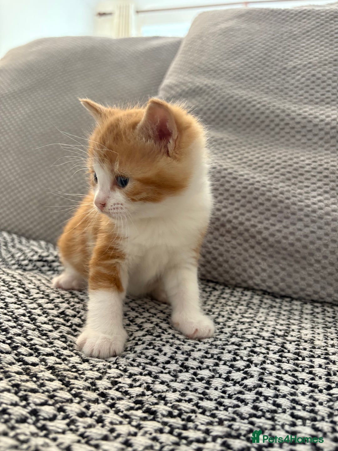Mixed Breed cats for sale: Adorable kittens for sale  - Image 3