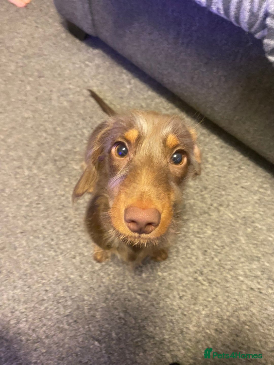 Miniature Dachshund dogs for stud: mini dachshund for stud  - Advert 2