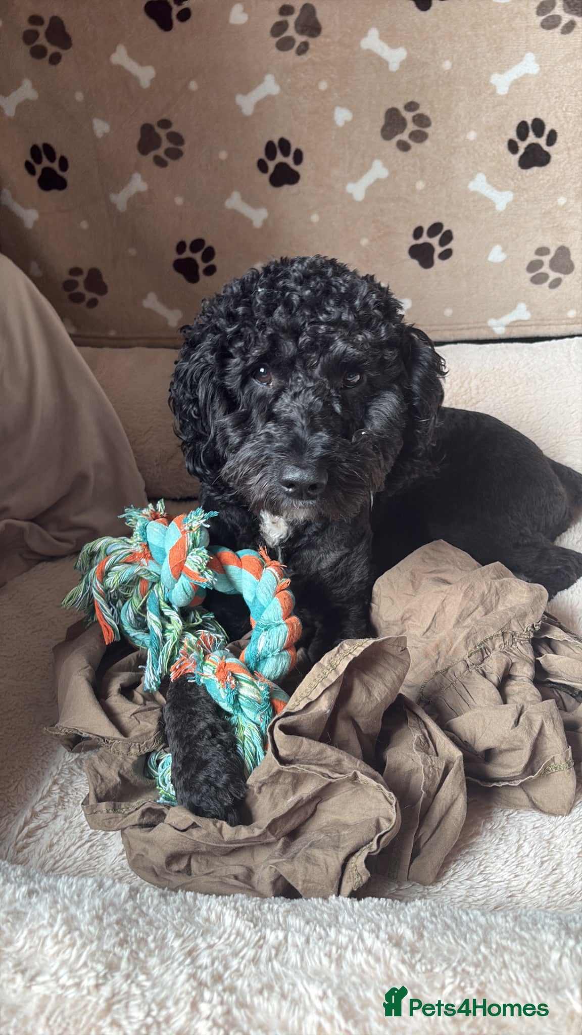Cockapoo dogs For STUD - Advert 1