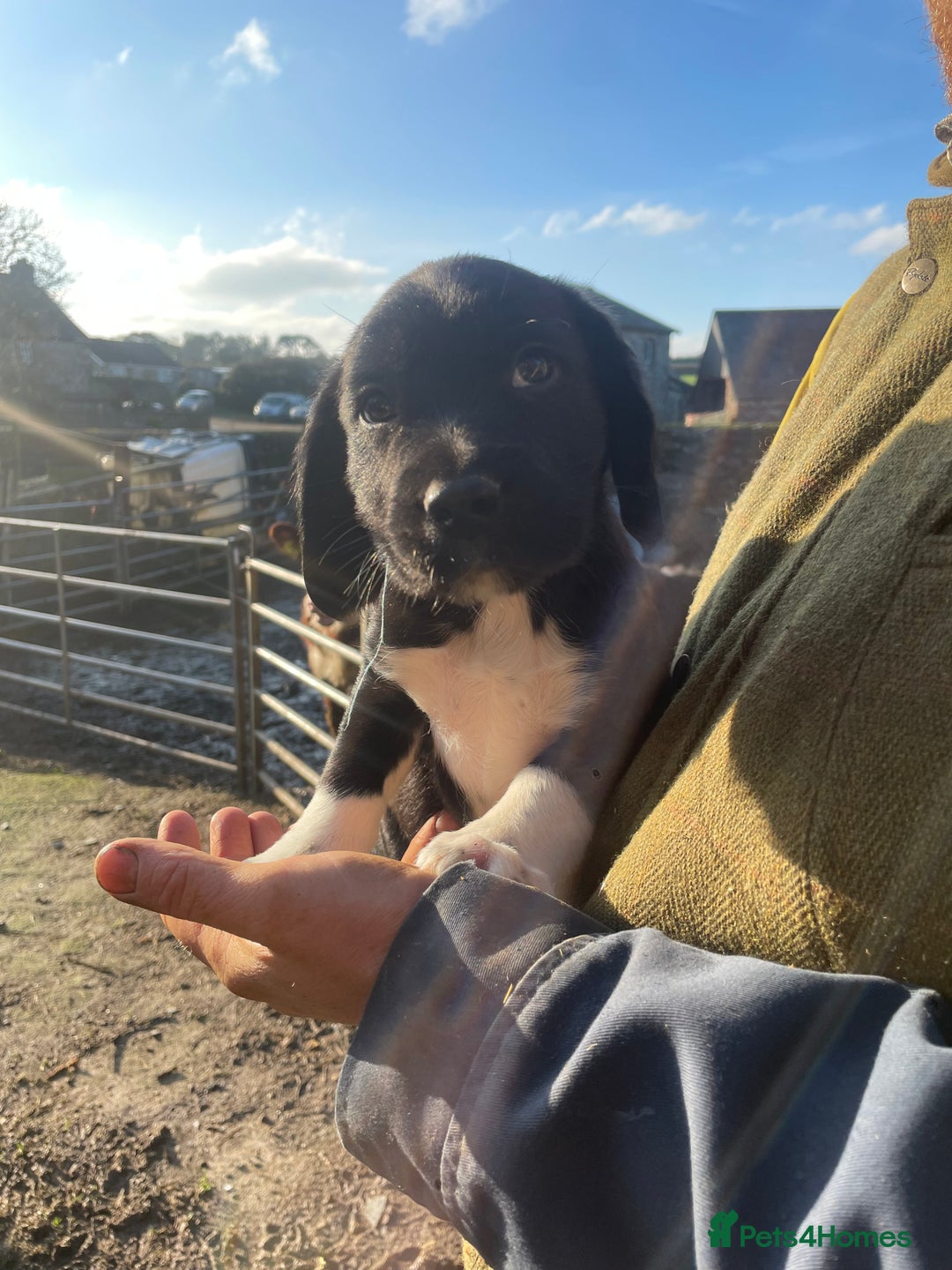Mixed Breed dogs for sale: Sprollies  - Advert 5