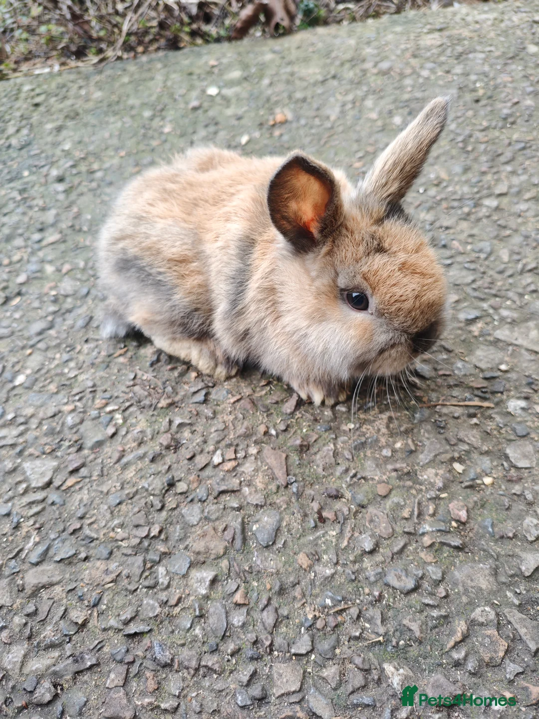 Rex rabbits for sale: Mini rex babies  - Advert 5
