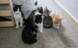 Mixed Breed cats for sale: 7 beautiful babies, 2 black/white are polydactyl  - Image 20