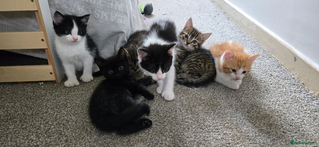 Mixed Breed cats for sale: 7 beautiful babies, 2 black/white are polydactyl  - Image 20
