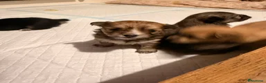Mixed Breed Puppy 7