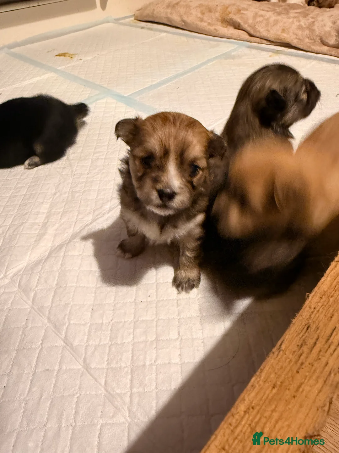 Mixed Breed dogs for sale: Pomeranian cross puppies  in Swindon - Advert 2