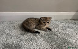 Scottish Fold cats for sale: Scottish fold for sale - Image 5