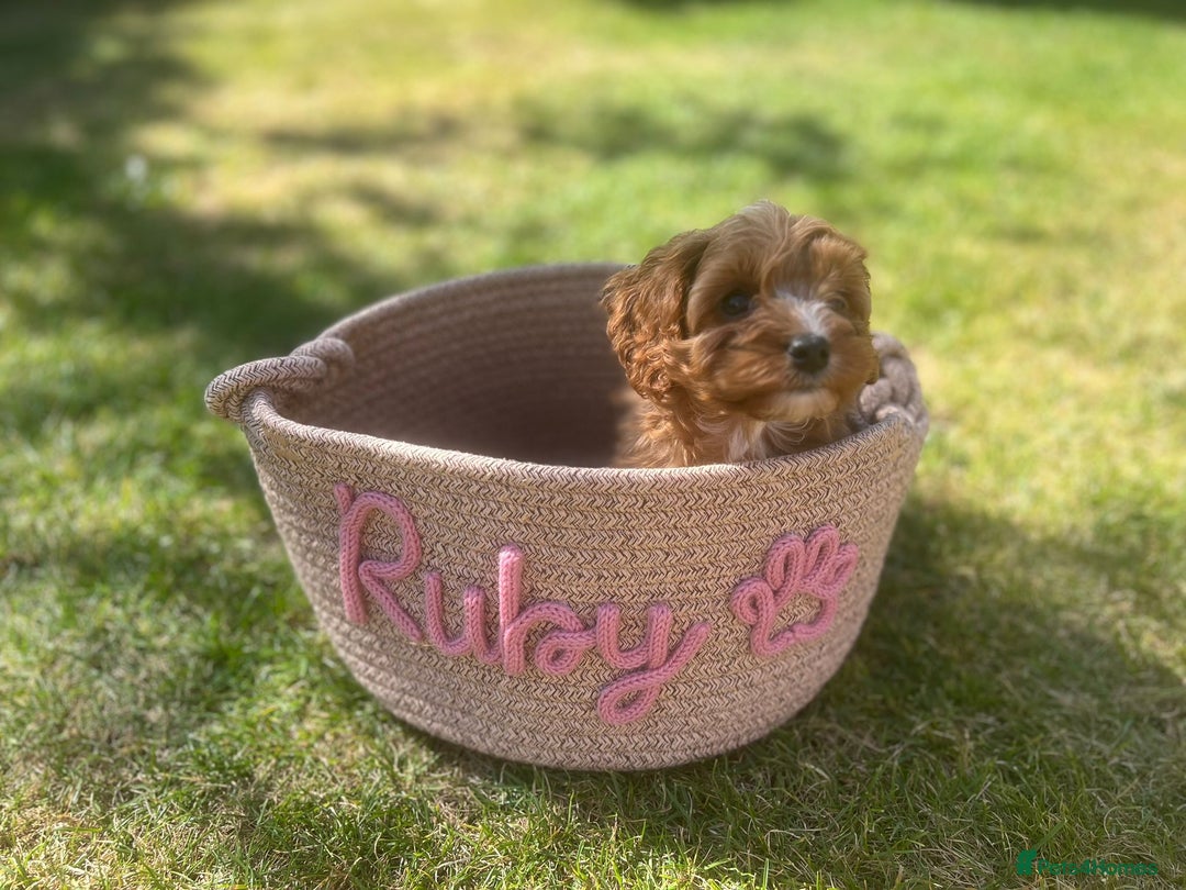 Cavapoo dogs for sale: Top Class Extensively tested Toy Cavapoo pups - Advert 6
