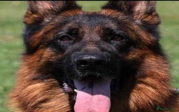 German Shepherd dogs for sale: KC GSD Puppies – Champion Bloodline Pairing - Image 16