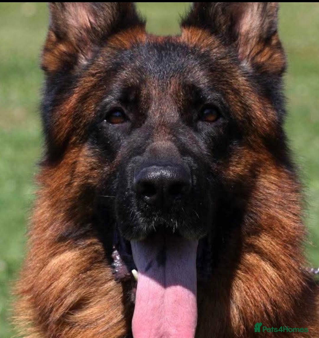German Shepherd dogs for sale: KC GSD Puppies – Champion Bloodline Pairing - Image 16