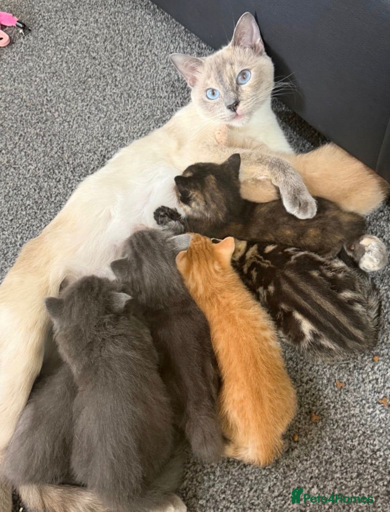 Ragdoll cats 7 Stunning Ragdoll X Kittens  - Advert 5