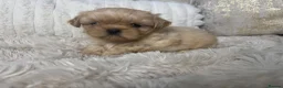 Shih Tzu dogs for sale: Imperial Shih Tzu puppies  in Derby - Advert 14