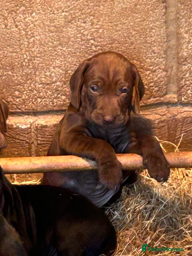 Mixed Breed dogs Pointer X Pups - Advert 2