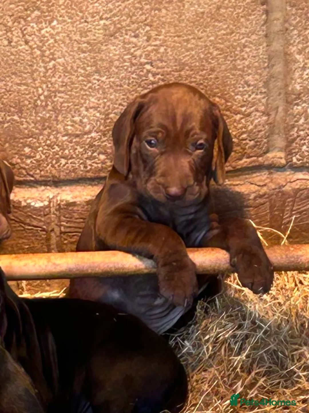 Mixed Breed dogs for sale: Pointer X Pups in Bridgwater - Advert 2