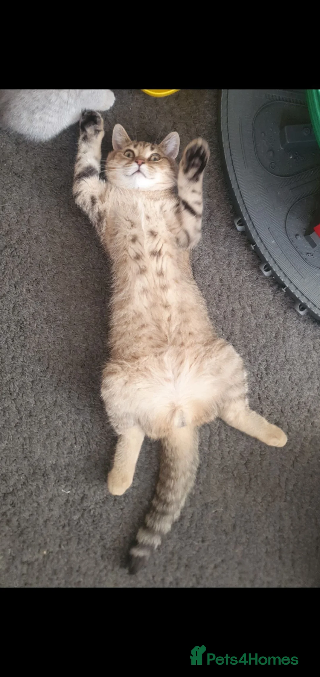 British Shorthair cats for sale: British Shorthair Black Golden Spotted Tabbys - Advert 2