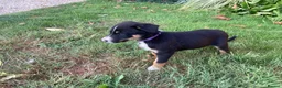 Border Collie dogs for sale: Border collies for sale - Advert 7