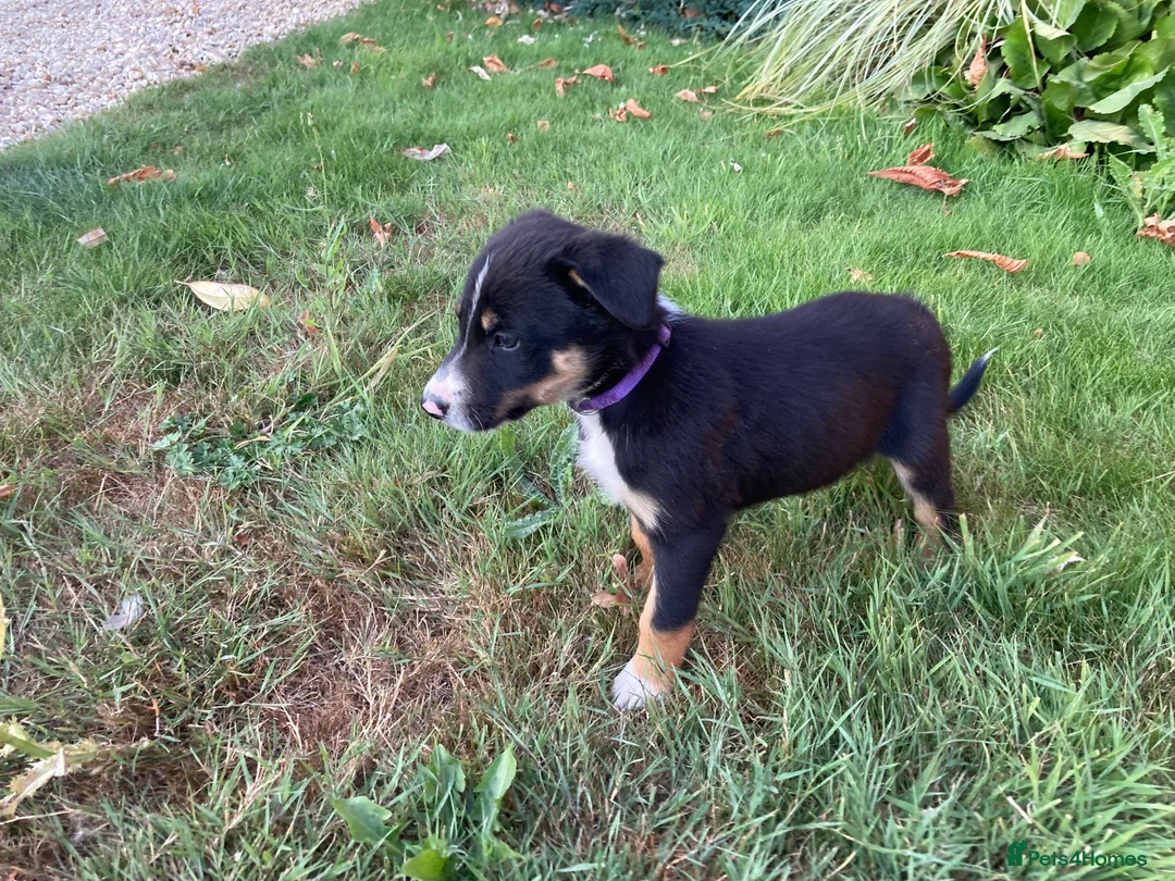 Border Collie dogs for sale: Border collies for sale - Advert 7