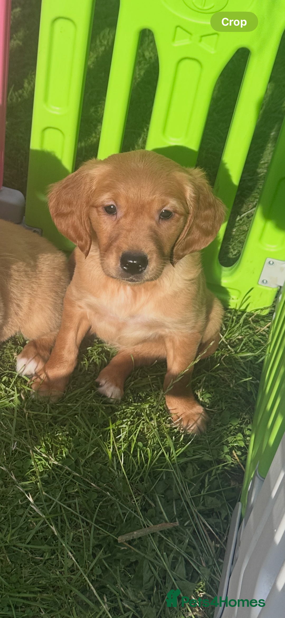 Golden Retriever dogs for sale: Ready to leave Working deep (red) puppies - Image 9