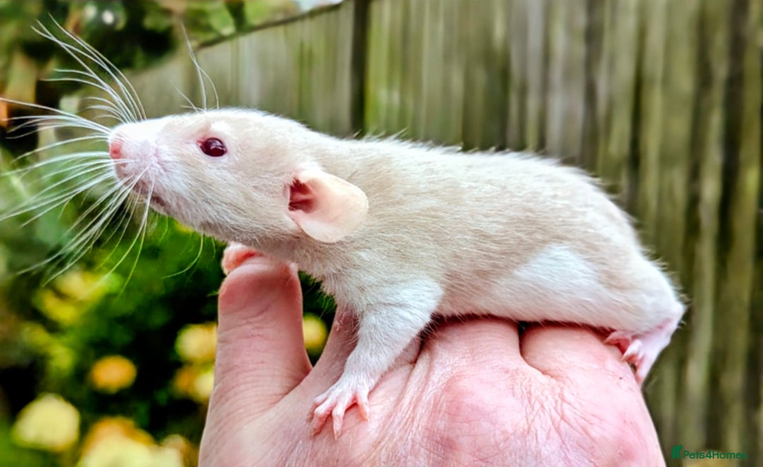 Rat rodents for sale: Fancy,Dumbo,Siamese & Rex ( NEW LITTERS AVAILABLE) - Advert 19