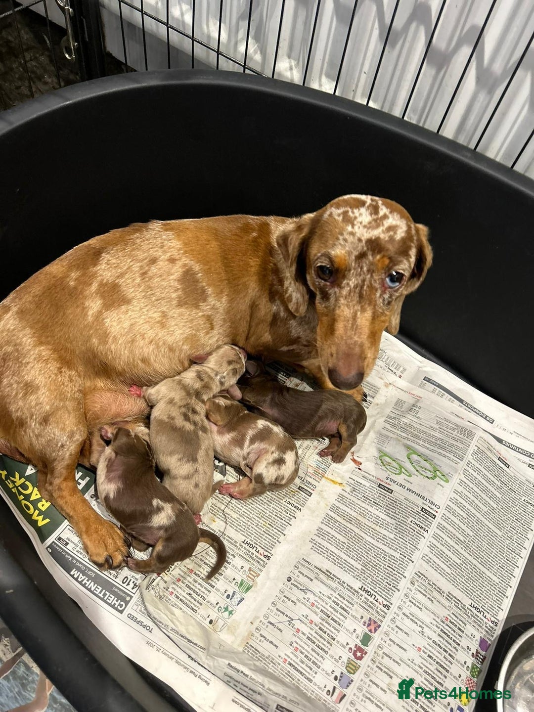 Miniature Dachshund dogs for sale: KC registered Minature Daxi puppies - Image 7