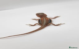 Bearded Dragon reptiles for sale: Mix of hypo trans dunner blue bar het zeros - Image 3