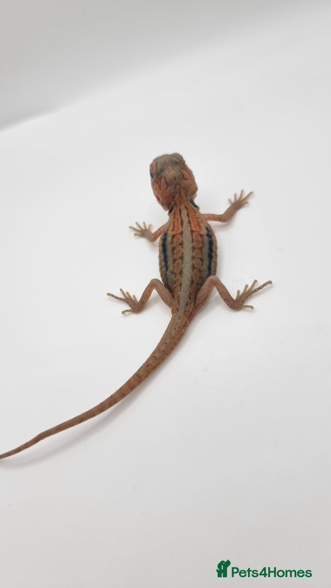 Bearded Dragon reptiles for sale: Mix of hypo trans dunner blue bar het zeros - Image 3