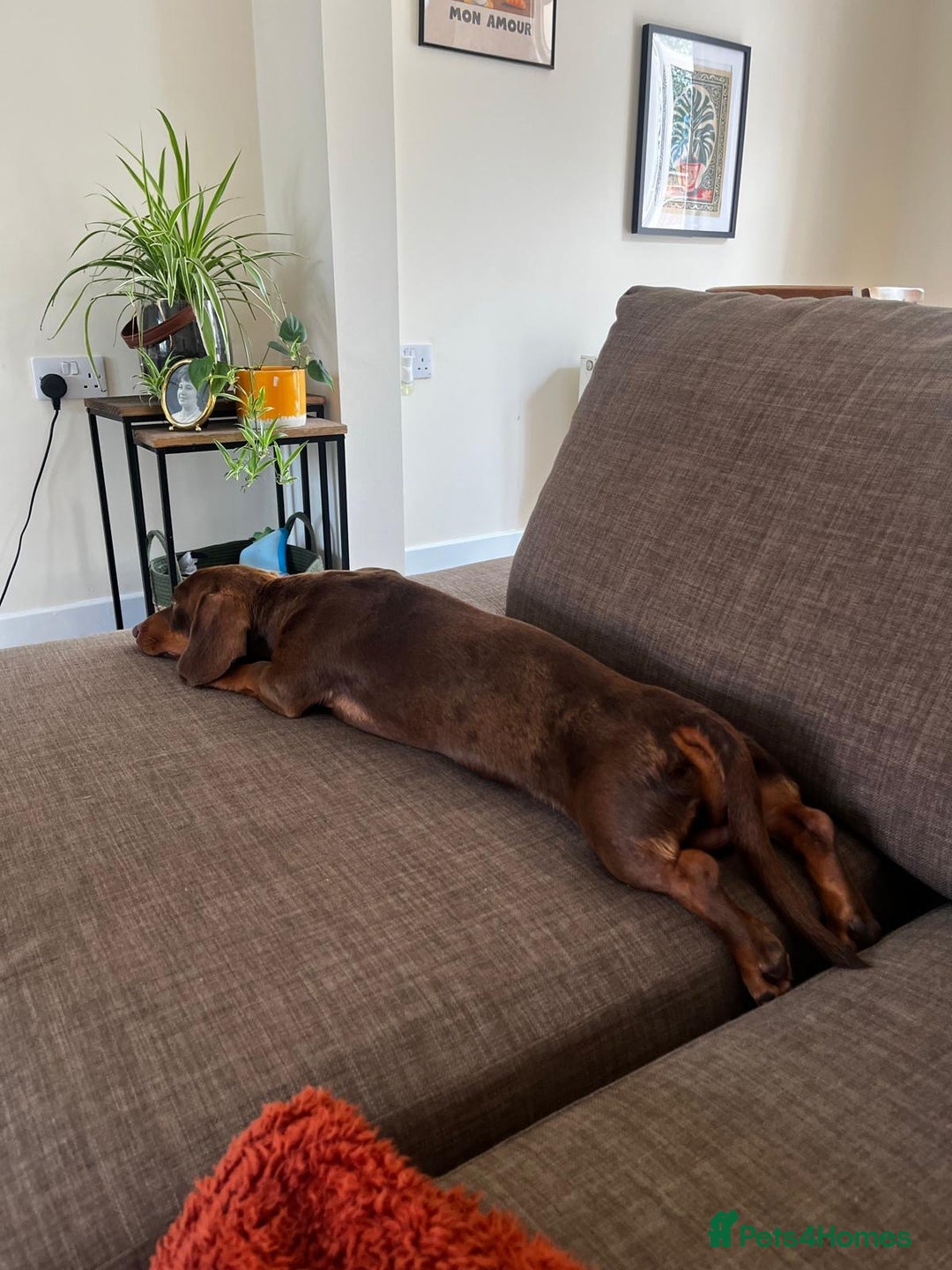 Miniature Dachshund dogs for stud: True miniature Dachshund  - Advert 9