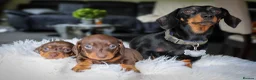 Miniature Dachshund dogs for sale: Outstanding Miniature Dachshund Pups - Advert 6